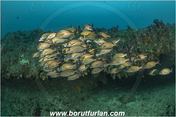 Aliwal shoal, Umkomaas, South Africa, Indian ocean, Pomadasys striatus, Pomadasys, Haemulidae, Striped grunter, Grunter, Fish, Fish school, Reef