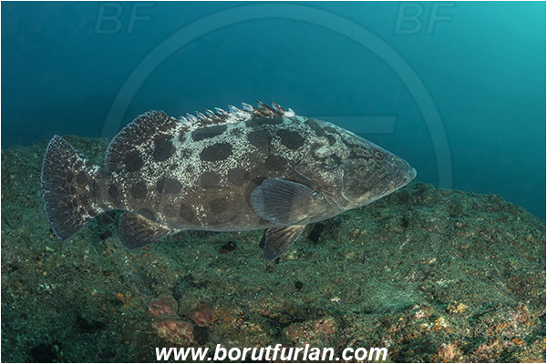 Aliwal shoal, Umkomaas, South Africa, Indian ocean, Epinephelus tukula, Epinephelus, Serranidae, Potato grouper, Grouper, Fish, Reef