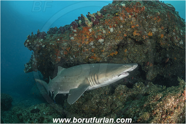 Aliwal shoal, Umkomaas, South Africa, Indian ocean, Carcharias taurus, Carcharias, Odontaspididae, Elasmobranchii, Sand tiger shark, Spotted ragged-tooth shark, Shark, Fish, Reef