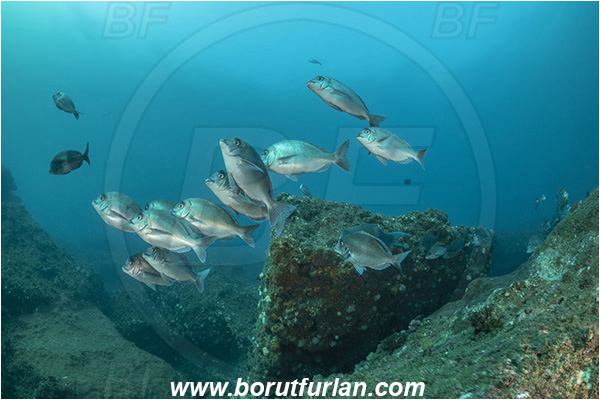 Aliwal shoal, Umkomaas, South Africa, Indian ocean, Polyamblyodon germanum, Polyamblyodon, Sparidae, German, Seabream, Fish, Fish school, Reef