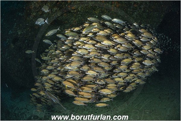 Aliwal shoal, Umkomaas, South Africa, Indian ocean, Pomadasys striatus, Pomadasys, Haemulidae, Striped grunter, Grunter, Fish, Fish school, Reef, Cave