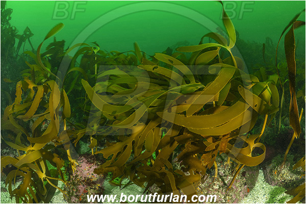 Vulcan rock, Hout bay, South Africa, Atlantic ocean, Laminaria pallida, Laminaria, Laminariaceae, Phaeophyceae, Split-fan kelp, Kelp, Algae, Reef, Kelp forrest