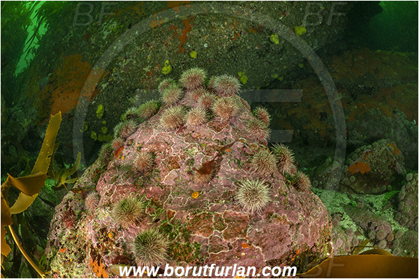 Vulcan rock, Hout bay, South Africa, Atlantic ocean, Reef, Various benthic life, Parechinus angulosus, Parechinus, Parechinidae, Cape urchin, Sea urchin, Echinoidea, Echinodermata, Echinoderm