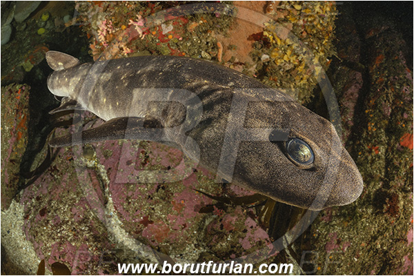 Vulcan rock, Hout bay, South Africa, Atlantic ocean, Haploblepharus pictus, Haploblepharus, Scyliorhinidae, Elasmobranchii, Dark shyshark, Catshark, Shark, Fish