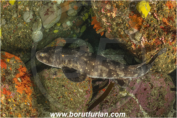 Vulcan rock, Hout bay, South Africa, Atlantic ocean, Haploblepharus pictus, Haploblepharus, Scyliorhinidae, Elasmobranchii, Dark shyshark, Catshark, Shark, Fish
