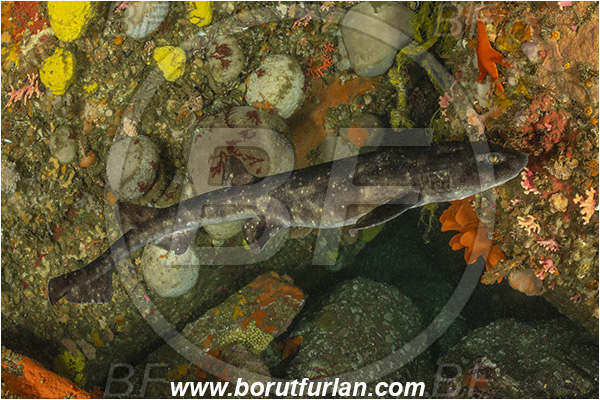 Vulcan rock, Hout bay, South Africa, Atlantic ocean, Haploblepharus pictus, Haploblepharus, Scyliorhinidae, Elasmobranchii, Dark shyshark, Catshark, Shark, Fish