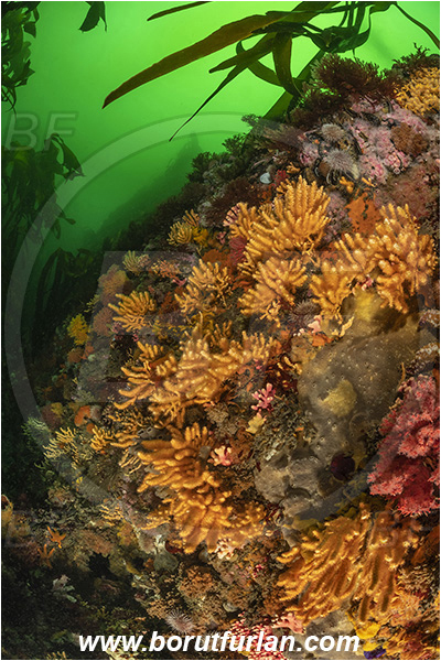 Vulcan rock, Hout bay, South Africa, Atlantic ocean, Reef, Various benthic life, Wall