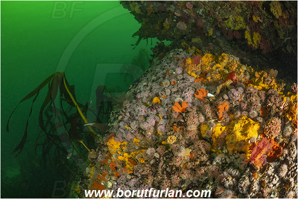 Vulcan rock, Hout bay, South Africa, Atlantic ocean, Reef, Various benthic life, Wall