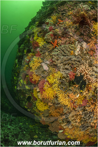 Vulcan rock, Hout bay, South Africa, Atlantic ocean, Reef, Various benthic life, Wall