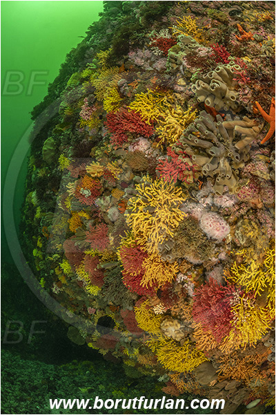 Vulcan rock, Hout bay, South Africa, Atlantic ocean, Reef, Various benthic life, Wall