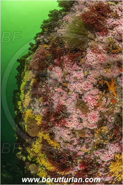 Vulcan rock, Hout bay, South Africa, Atlantic ocean, Reef, Various benthic life, Wall, Corynactis annulata, Corynactis, Corallimorphidae, Strawberry anemone, Anemone, Anthozoa, Cnidaria, Cnidarian