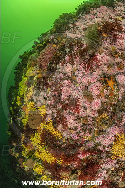 Vulcan rock, Hout bay, South Africa, Atlantic ocean, Reef, Various benthic life, Wall, Corynactis annulata, Corynactis, Corallimorphidae, Strawberry anemone, Anemone, Anthozoa, Cnidaria, Cnidarian