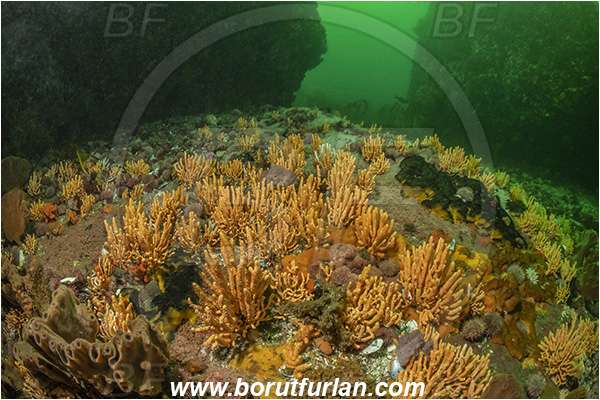 Vulcan rock, Hout bay, South Africa, Atlantic ocean, Reef, Various benthic life