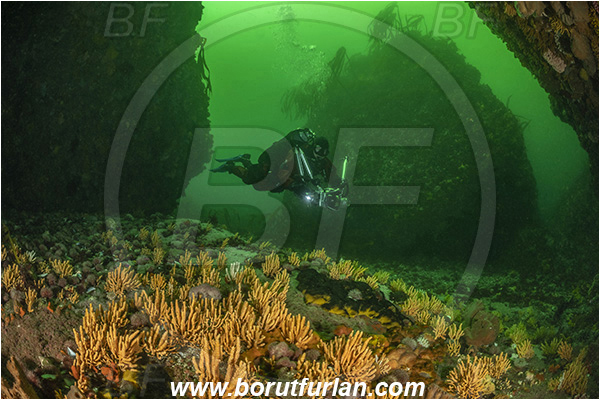 Vulcan rock, Hout bay, South Africa, Atlantic ocean, Reef, Various benthic life, Diver, Underwater photographer