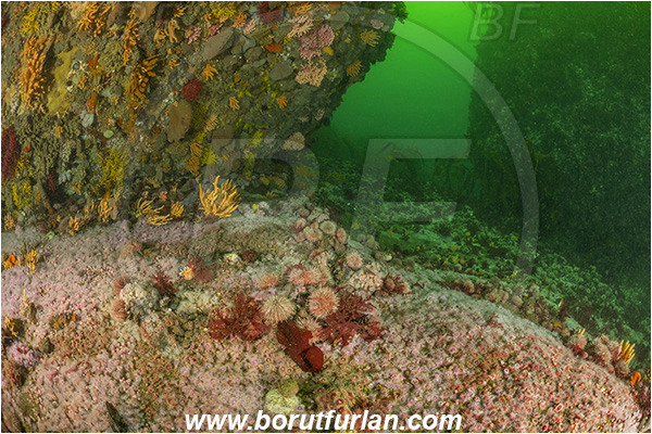 Vulcan rock, Hout bay, South Africa, Atlantic ocean, Various benthic life, Reef, Corynactis annulata, Corynactis, Corallimorphidae, Strawberry anemone, Anemone, Anthozoa, Cnidaria, Cnidarian