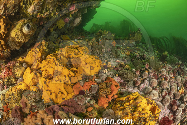 Vulcan rock, Hout bay, South Africa, Atlantic ocean, Various benthic life, Reef