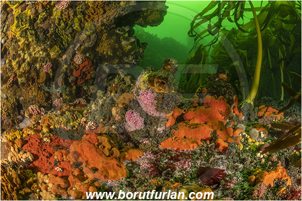 Vulcan rock, Hout bay, South Africa, Atlantic ocean, Laminaria pallida, Laminaria, Laminariaceae, Phaeophyceae, Split-fan kelp, Kelp, Algae, Reef, Kelp forrest, Various benthic life, Pyura stolonifera, Pyura, Pyuridae, Red bait, Sea squirt, Ascidiacea, Tunicata, Tunicate