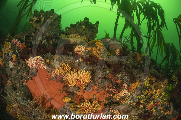 Vulcan rock, Hout bay, South Africa, Atlantic ocean, Laminaria pallida, Laminaria, Laminariaceae, Phaeophyceae, Split-fan kelp, Kelp, Algae, Reef, Kelp forrest, Various benthic life