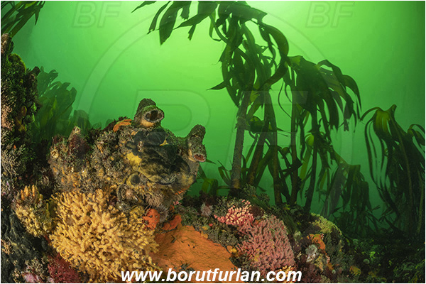 Vulcan rock, Hout bay, South Africa, Atlantic ocean, Laminaria pallida, Laminaria, Laminariaceae, Phaeophyceae, Split-fan kelp, Kelp, Algae, Reef, Kelp forrest, Various benthic life, Pyura stolonifera, Pyura, Pyuridae, Red bait, Sea squirt, Ascidiacea, Tunicata, Tunicate