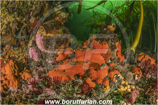 Vulcan rock, Hout bay, South Africa, Atlantic ocean, Kelp, Algae, Reef, Kelp forrest, Various benthic life, Pyura stolonifera, Pyura, Pyuridae, Red bait, Sea squirt, Ascidiacea, Tunicata, Tunicate