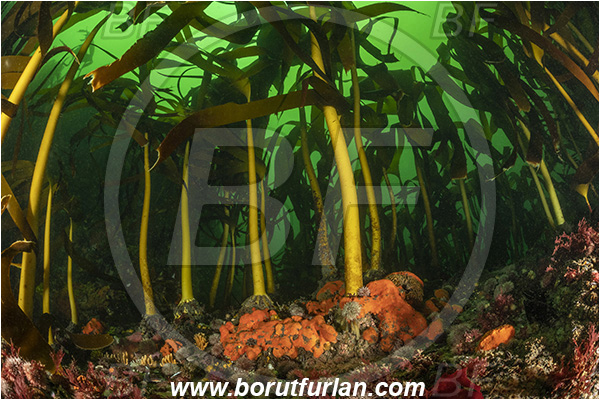 Vulcan rock, Hout bay, South Africa, Atlantic ocean, Laminaria pallida, Laminaria, Laminariaceae, Phaeophyceae, Split-fan kelp, Kelp, Algae, Reef, Kelp forrest