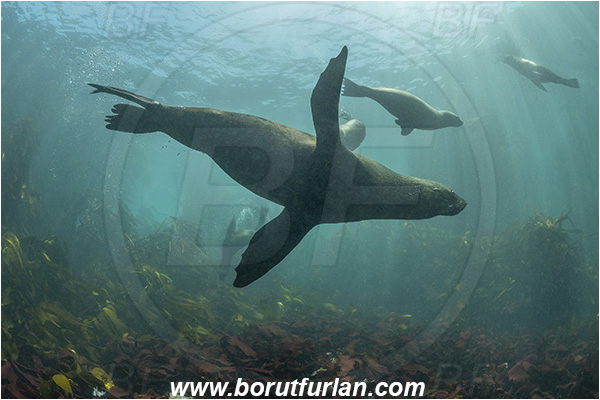 Duiker island, Hout bay, South Africa, Atlantic ocean, Arctocephalus pusillus, Arctocephalus, Otariidae, Mammalia, Mammalian, South African fur seal, Fur seal, Seal