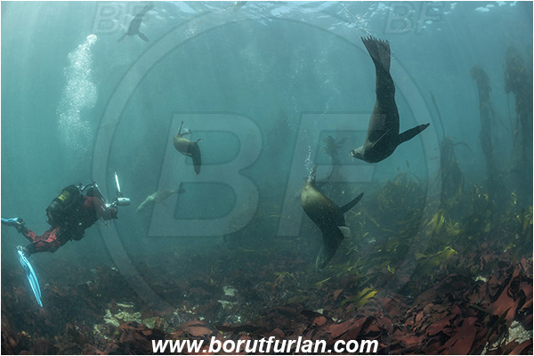 Duiker island, Hout bay, South Africa, Atlantic ocean, Arctocephalus pusillus, Arctocephalus, Otariidae, Mammalia, Mammalian, South African fur seal, Fur seal, Seal, Kelp forrest, Reef, Diver, Underwater photographer