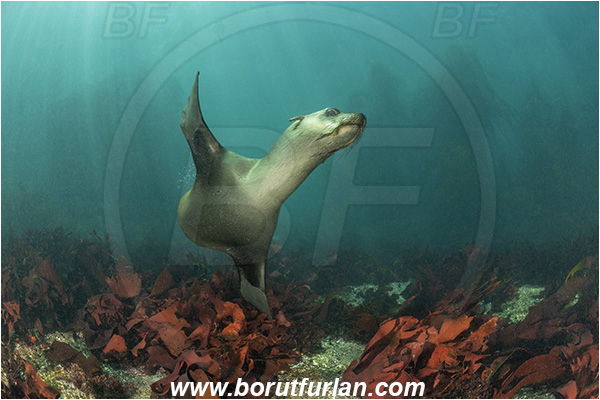 Duiker island, Hout bay, South Africa, Atlantic ocean, Arctocephalus pusillus, Arctocephalus, Otariidae, Mammalia, Mammalian, South African fur seal, Fur seal, Seal, Reef