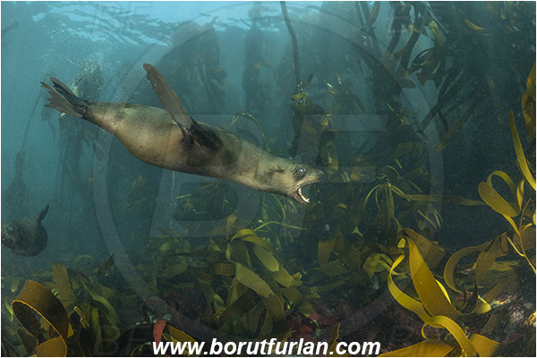 Duiker island, Hout bay, South Africa, Atlantic ocean, Arctocephalus pusillus, Arctocephalus, Otariidae, Mammalia, Mammalian, South African fur seal, Fur seal, Seal, Laminaria pallida, Laminaria, Laminariaceae, Phaeophyceae, Split-fan kelp, Kelp, Algae, Reef, Kelp forrest