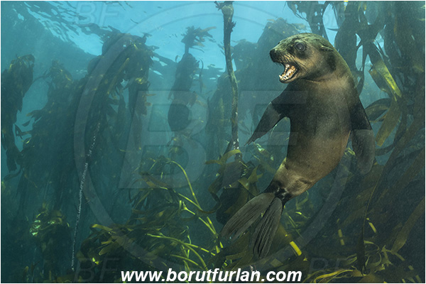 Duiker island, Hout bay, South Africa, Atlantic ocean, Arctocephalus pusillus, Arctocephalus, Otariidae, Mammalia, Mammalian, South African fur seal, Fur seal, Seal, Kelp forrest