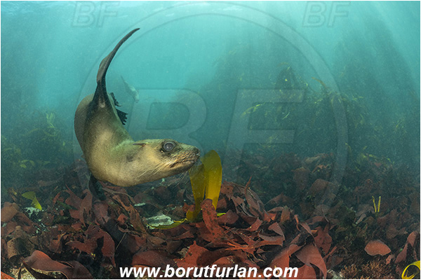 Duiker island, Hout bay, South Africa, Atlantic ocean, Arctocephalus pusillus, Arctocephalus, Otariidae, Mammalia, Mammalian, South African fur seal, Fur seal, Seal, Kelp forrest, Reef