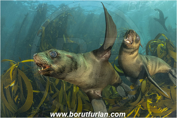 Duiker island, Hout bay, South Africa, Atlantic ocean, Arctocephalus pusillus, Arctocephalus, Otariidae, Mammalia, Mammalian, South African fur seal, Fur seal, Seal, Laminaria pallida, Laminaria, Laminariaceae, Phaeophyceae, Split-fan kelp, Kelp, Algae, Reef, Kelp forrest
