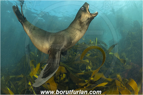 Duiker island, Hout bay, South Africa, Atlantic ocean, Arctocephalus pusillus, Arctocephalus, Otariidae, Mammalia, Mammalian, South African fur seal, Fur seal, Seal, Laminaria pallida, Laminaria, Laminariaceae, Phaeophyceae, Split-fan kelp, Kelp, Algae, Reef, Kelp forrest