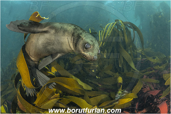 Duiker island, Hout bay, South Africa, Atlantic ocean, Arctocephalus pusillus, Arctocephalus, Otariidae, Mammalia, Mammalian, South African fur seal, Fur seal, Seal, Laminaria pallida, Laminaria, Laminariaceae, Phaeophyceae, Split-fan kelp, Kelp, Algae, Reef, Kelp forrest
