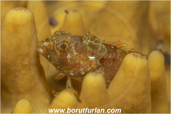 Simon