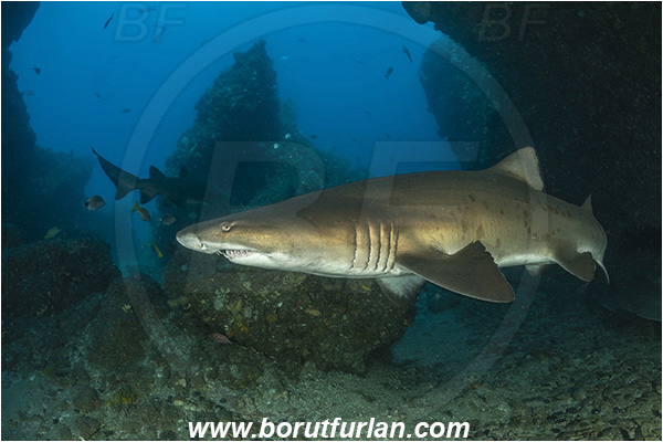 Aliwal shoal, Umkomaas, South Africa, Indian ocean, Carcharias taurus, Carcharias, Odontaspididae, Elasmobranchii, Sand tiger shark, Spotted ragged-tooth shark, Shark, Fish, Reef