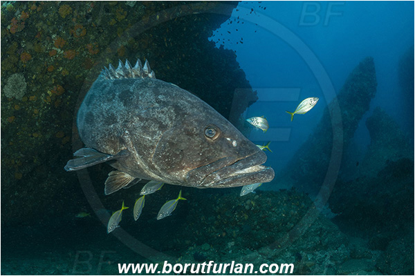 Aliwal shoal, Umkomaas, South Africa, Indian ocean, Epinephelus tukula, Epinephelus, Serranidae, Potato grouper, Grouper, Fish, Cave