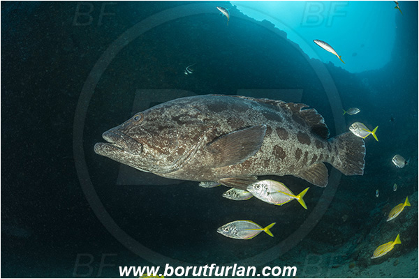 Aliwal shoal, Umkomaas, South Africa, Indian ocean, Epinephelus tukula, Epinephelus, Serranidae, Potato grouper, Grouper, Fish