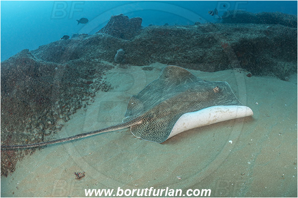 Aliwal shoal, Umkomaas, South Africa, Indian ocean, Himantura uarnak, Himantura, Dasyatidae, Elasmobranchii, Reticulate stingray, Stingay, Fish