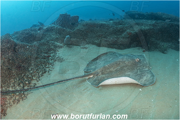Aliwal shoal, Umkomaas, South Africa, Indian ocean, Himantura uarnak, Himantura, Dasyatidae, Elasmobranchii, Reticulate stingray, Stingay, Fish