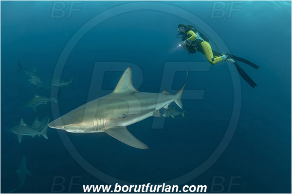 Aliwal shoal, Umkomaas, South Africa, Indian ocean, Carcharhinus limbatus, Carcharhinus, Carcharhinidae, Elasmobranchii, Oceanic blacktip shark, Shark, Fish, Diver, Girl, Fish school