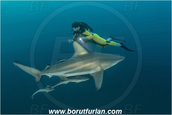 Aliwal shoal, Umkomaas, South Africa, Indian ocean, Carcharhinus limbatus, Carcharhinus, Carcharhinidae, Elasmobranchii, Oceanic blacktip shark, Shark, Fish, Diver, Girl