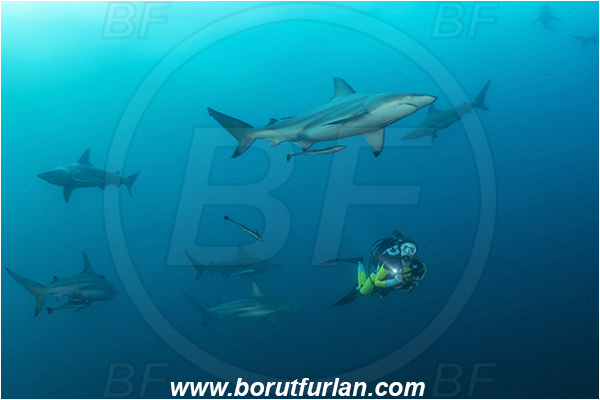 Aliwal shoal, Umkomaas, South Africa, Indian ocean, Carcharhinus limbatus, Carcharhinus, Carcharhinidae, Elasmobranchii, Oceanic blacktip shark, Shark, Fish, Diver, Girl, Fish school