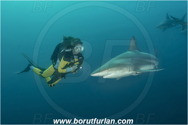 Aliwal shoal, Umkomaas, South Africa, Indian ocean, Carcharhinus limbatus, Carcharhinus, Carcharhinidae, Elasmobranchii, Oceanic blacktip shark, Shark, Fish, Diver, Girl