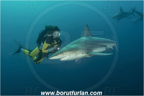 Aliwal shoal, Umkomaas, South Africa, Indian ocean, Carcharhinus limbatus, Carcharhinus, Carcharhinidae, Elasmobranchii, Oceanic blacktip shark, Shark, Fish, Diver, Girl