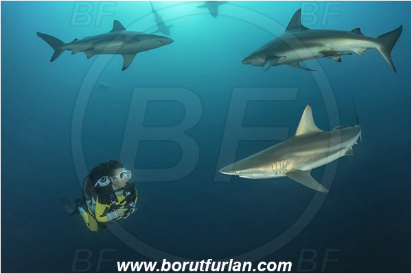 Aliwal shoal, Umkomaas, South Africa, Indian ocean, Carcharhinus limbatus, Carcharhinus, Carcharhinidae, Elasmobranchii, Oceanic blacktip shark, Shark, Fish, Diver, Girl, Fish school
