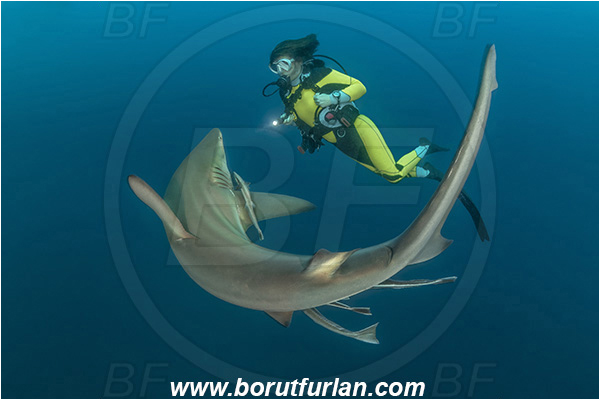 Aliwal shoal, Umkomaas, South Africa, Indian ocean, Carcharhinus limbatus, Carcharhinus, Carcharhinidae, Elasmobranchii, Oceanic blacktip shark, Shark, Fish, Diver, Girl