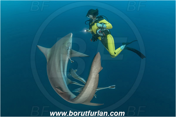Aliwal shoal, Umkomaas, South Africa, Indian ocean, Carcharhinus limbatus, Carcharhinus, Carcharhinidae, Elasmobranchii, Oceanic blacktip shark, Shark, Fish, Diver, Girl