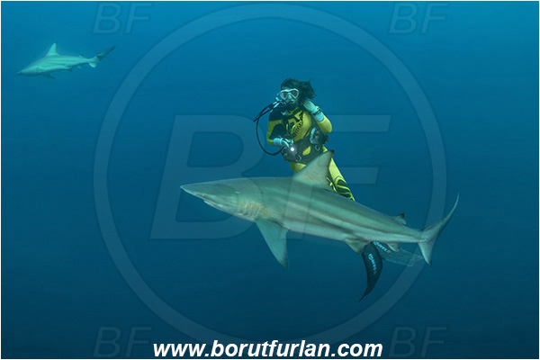 Aliwal shoal, Umkomaas, South Africa, Indian ocean, Carcharhinus limbatus, Carcharhinus, Carcharhinidae, Elasmobranchii, Oceanic blacktip shark, Shark, Fish, Diver, Girl