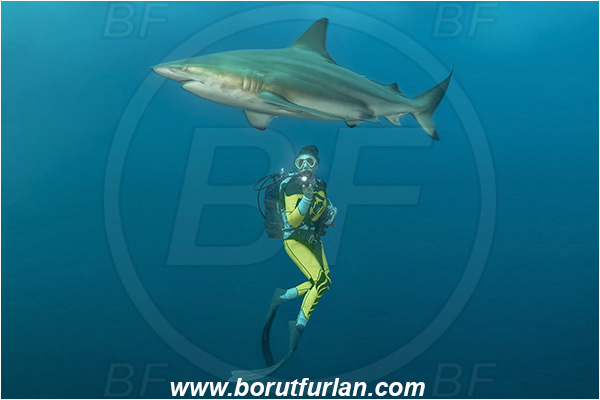 Aliwal shoal, Umkomaas, South Africa, Indian ocean, Carcharhinus limbatus, Carcharhinus, Carcharhinidae, Elasmobranchii, Oceanic blacktip shark, Shark, Fish, Diver, Girl